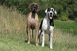 DOGUE ALLEMAND 039
